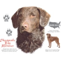Click to order printed t-shirt 30822... Chespeake Bay Retriever