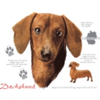 Click to order printed t-shirt 30828... Chocolate Dachshund
