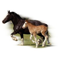 Click to order printed t-shirt y2791... Clydesdale Mare & Foal (Youth Size Print)